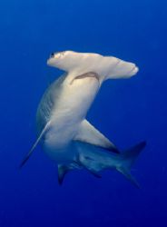 Great Hammerhead from North Bahamas by Karl Dietz 